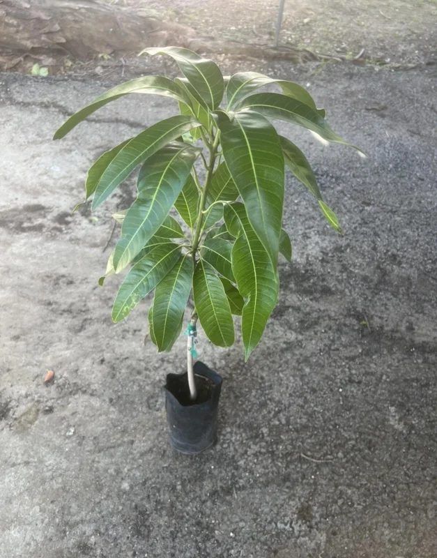 Grafted Irwin Mango Live Plant Tree - Sweet Flavor, Early Fruiting (3-4ft Tall) - Image 1