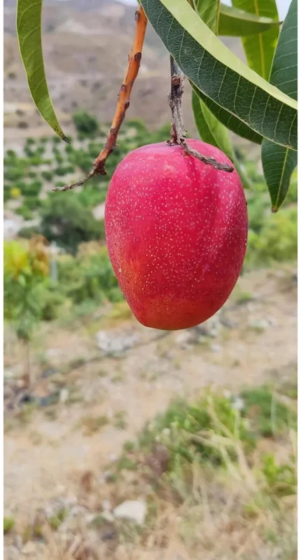 Grafted Irwin Mango Tree Live Plant 2-3ft - Sweet, Early Fruiting - Image 2