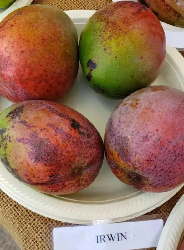Grafted Irwin Mango Tree Live Plant 2-3ft - Sweet, Early Fruiting - Image 4