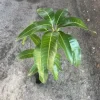 Grafted Irwin Mango Tree Live Plant 2-3ft - Sweet, Early Fruiting - Image 1