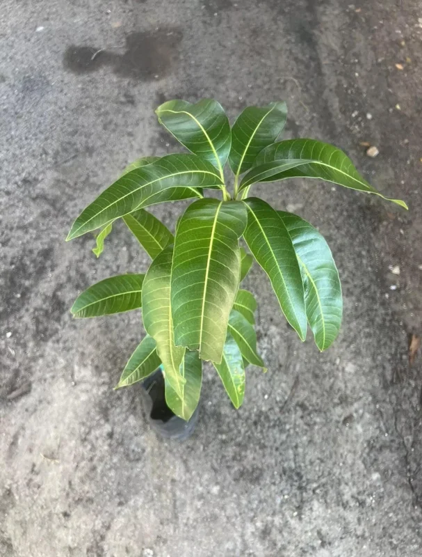 Grafted Irwin Mango Tree Live Plant 2-3ft - Sweet, Early Fruiting - Image 1