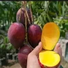 Grafted Irwin Mango Tree Live Plant - Early Fruiting Tropical Fruit Tree - Image 1