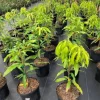 Grafted Julie Mango Live Fruit Tree (2-3ft) - Mangifera Indica - Image 1