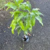 Grafted Julie Mango Live Fruit Tree (3-4ft) - Mangifera Indica Tropical Plant - Image 1