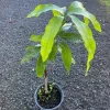 Grafted Julie Mango Tree Live Plant (2ft) - Sweet Tropical Fruit, Outdoor - Image 1