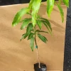 Grafted Kent Mango Live Fruit Tree - Mangifera Indica, 2ft Tall Tropical Plant - Image 1