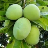 Grafted Kent Mango Tree Live Plant – Tropical Fruit, 3-4 ft. Tall – Outdoor - Image 1