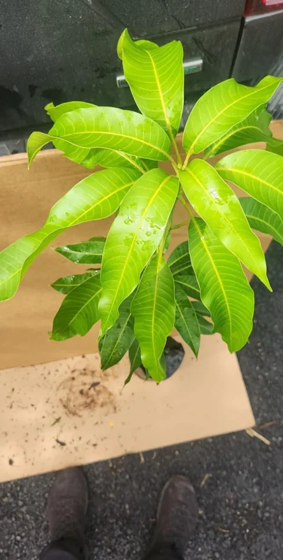 Grafted Kent Mango Tree - Tropical Fruit Live Plant, Fast Growing, 2-3 ft Tall - Image 2