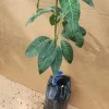 Grafted Kent Mango Tree - Tropical Fruit Live Plant, Fast Growing, 2-3 ft Tall - Image 1