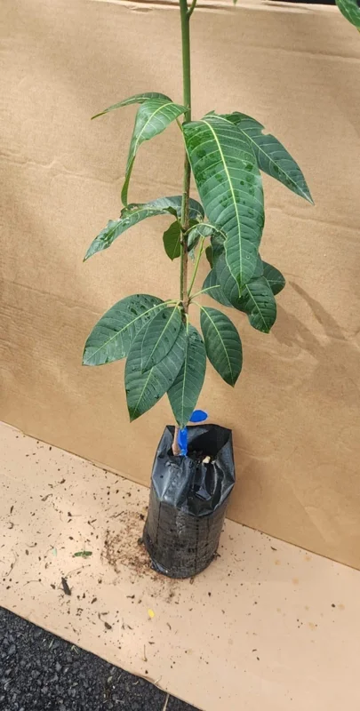 Grafted Kent Mango Tree - Tropical Fruit Live Plant, Fast Growing, 2-3 ft Tall - Image 1