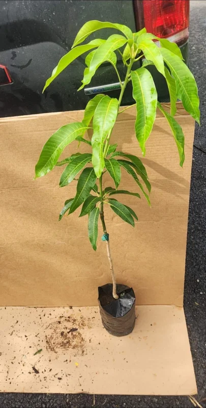 Grafted Kent Mango Tree - Tropical Fruit Live Plant, Fast Growing, 2-3 ft Tall - Image 3