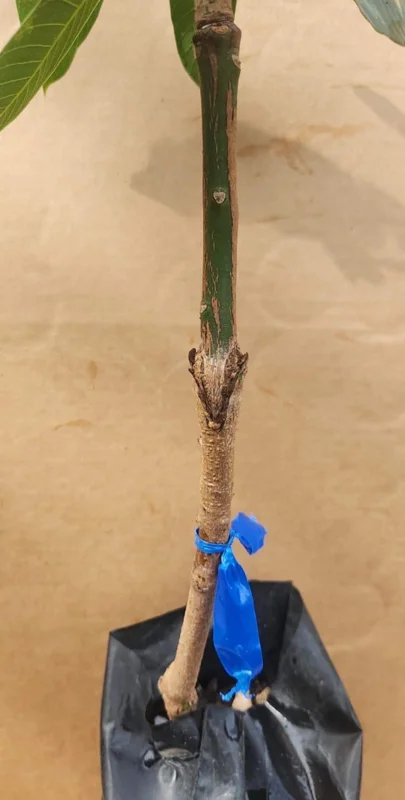 Grafted Kent Mango Tree - Tropical Fruit Live Plant, Fast Growing, 2-3 ft Tall - Image 4