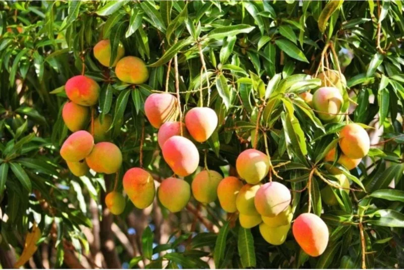 Grafted Kent Mango Tree - Tropical Fruit Live Plant, Fast Growing, 2-3 ft Tall - Image 5