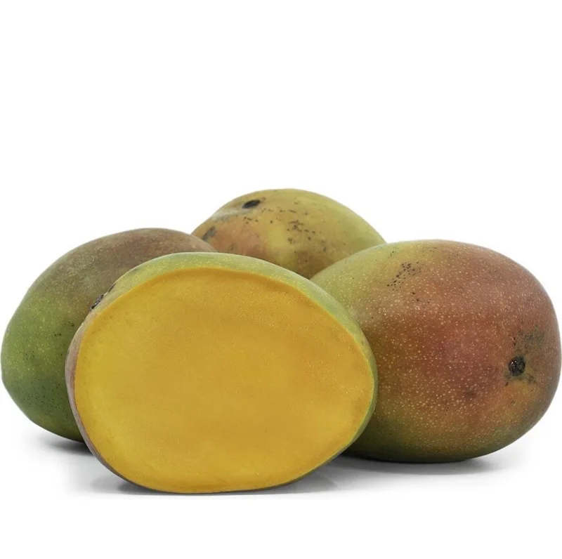 Grafted Kent Mango Tree - Tropical Fruit Live Plant, Fast Growing, 2-3 ft Tall - Image 6