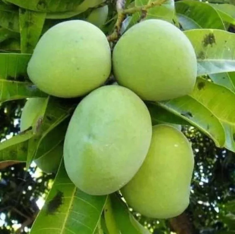 Grafted Kent Mango Tree - Tropical Fruit Live Plant, Fast Growing, 2-3 ft Tall - Image 7