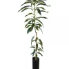Grafted Lemon Zest Mango Tree - Live Fruit Plant, 2ft Tall, Outdoor - Image 1