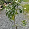 Grafted Long Neck Avocado Tree – Live Plant – 30-48in – Fruit Tree - Image 1