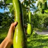 Grafted Long Neck Avocado Tree Live Plant (Persea americana) 1-2ft Tall - Image 1