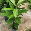 Grafted Loquat Tree Golden Nugget Live Fruit Plant (2-3ft) Outdoor - Image 1