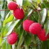 Grafted Lychee Tree (Litchi Chinensis) Live Plant – 2-3 ft Tall – Tropical Fruit - Image 1