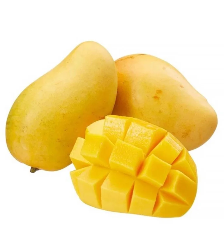 Grafted Manila Mango Live Fruit Tree – 2ft Tall – Tropical Plant for Home Garden - Image 3