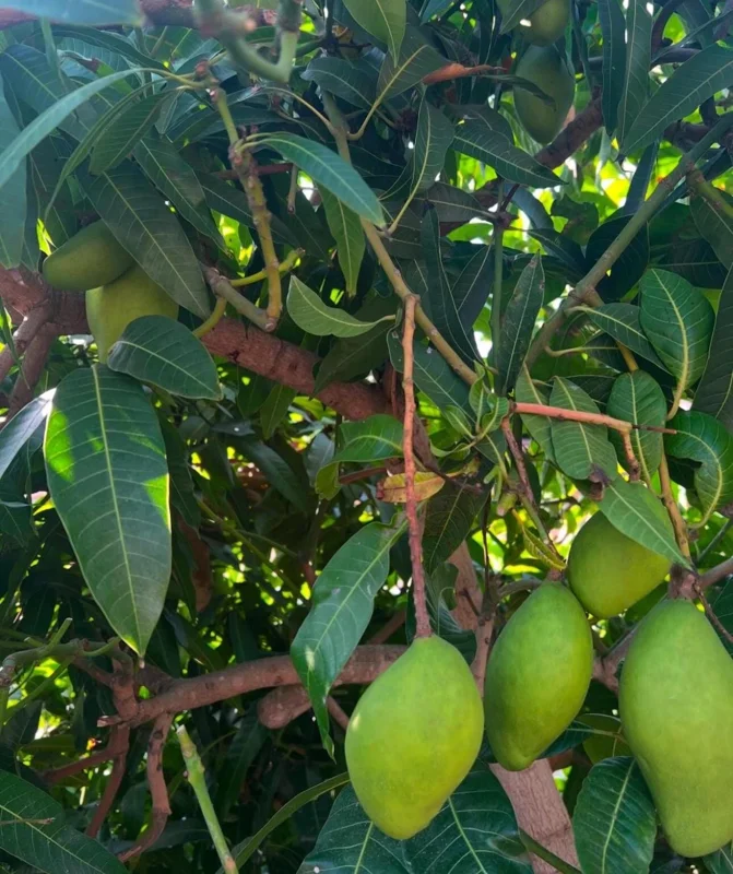 Grafted Manila Mango Live Fruit Tree – 2ft Tall – Tropical Plant for Home Garden - Image 4