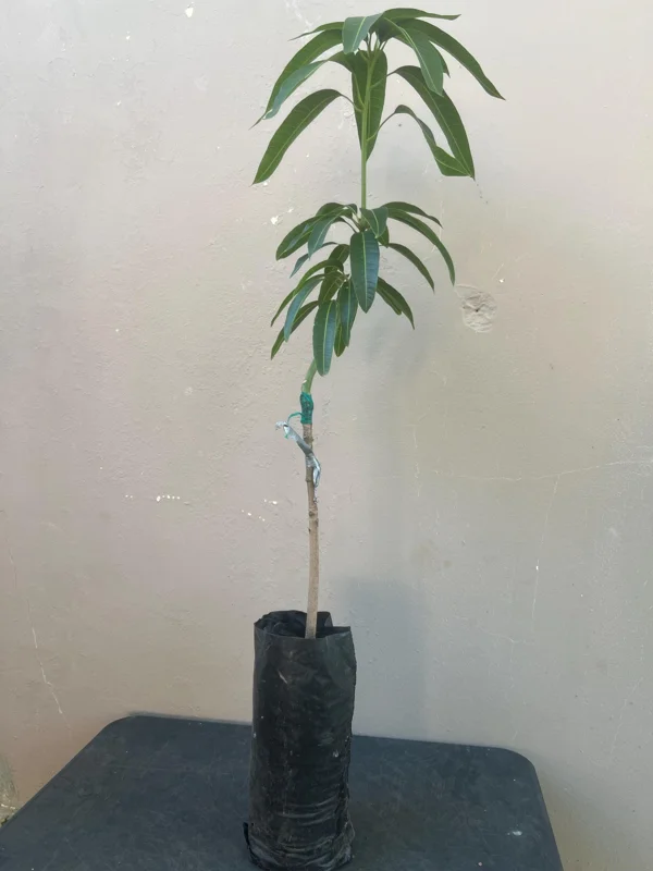 Grafted Manila Mango Live Fruit Tree – 2ft Tall – Tropical Plant for Home Garden - Image 6