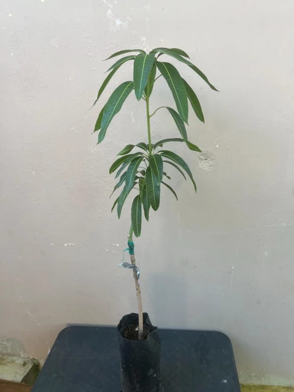 Grafted Manila Mango Live Fruit Tree – 2ft Tall – Tropical Plant for Home Garden - Image 7