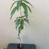 Grafted Manila Mango Live Fruit Tree – 2ft Tall – Tropical Plant for Home Garden - Image 1