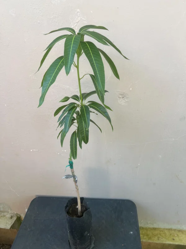 Grafted Manila Mango Live Fruit Tree – 2ft Tall – Tropical Plant for Home Garden - Image 1
