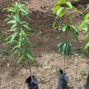 Grafted Manila Mango Tree Live Plant – Sweet Fiberless Fruit – 3-4ft Tall - Image 1