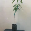 Grafted Manila Mango Tree Live Plant – Sweet Tropical Fruit Yield - Image 1