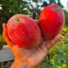 Grafted Miyazaki Mango Tree Egg of the Sun Variety Live Plant 3-4ft Tall - Image 1