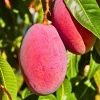 Grafted Miyazaki Mango Tree Live Plant - Egg of the Sun Variety - 2-3 ft Tall - Image 1