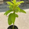 Grafted Monroe Avocado Live Fruit Tree - 1-2 ft Tall, Outdoor - Image 1