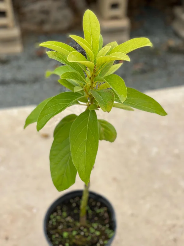 Grafted Monroe Avocado Live Fruit Tree - 1-2 ft Tall, Outdoor - Image 1