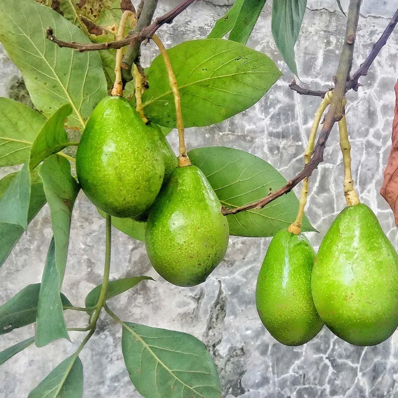 Grafted Monroe Avocado Live Fruit Tree - 1-2 ft Tall, Outdoor - Image 2