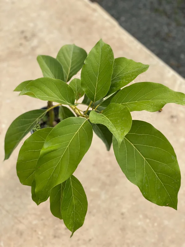 Grafted Monroe Avocado Live Fruit Tree - 1-2 ft Tall, Outdoor - Image 4