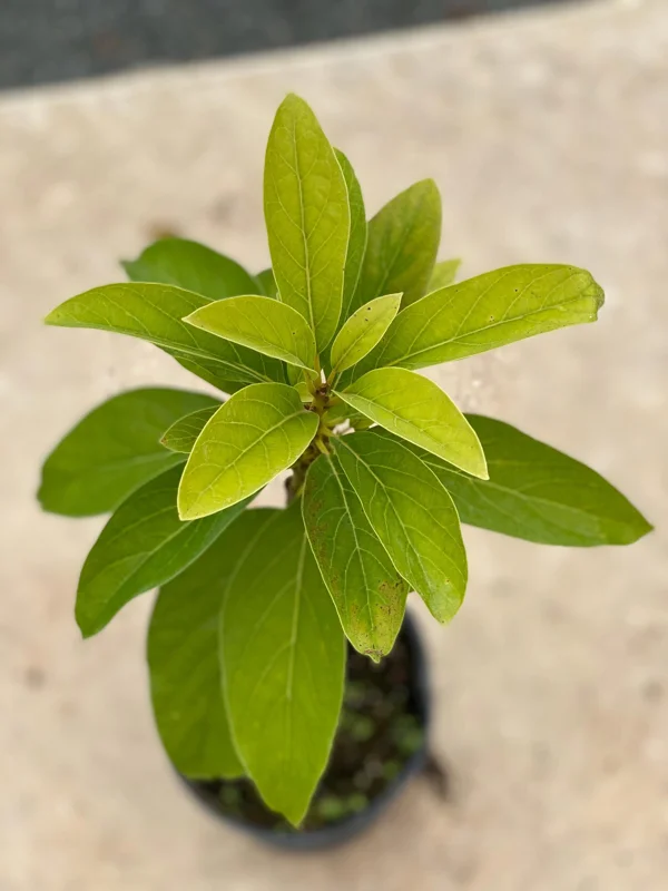 Grafted Monroe Avocado Live Fruit Tree - 1-2 ft Tall, Outdoor - Image 5
