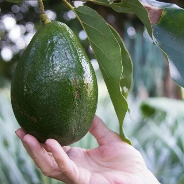 Grafted Monroe Avocado Live Fruit Tree - 1-2 ft Tall, Outdoor - Image 7
