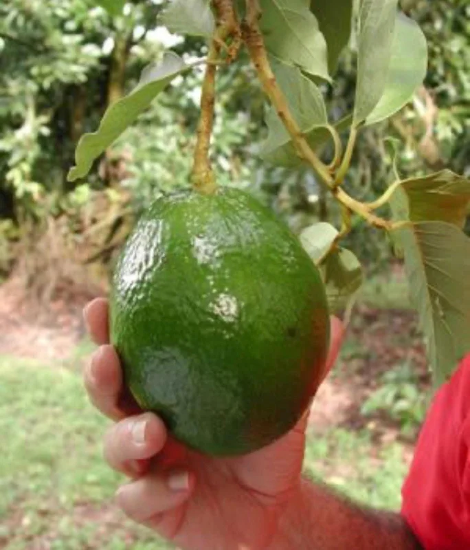 Grafted Monroe Avocado Live Fruit Tree - 1-2 ft Tall, Outdoor - Image 8