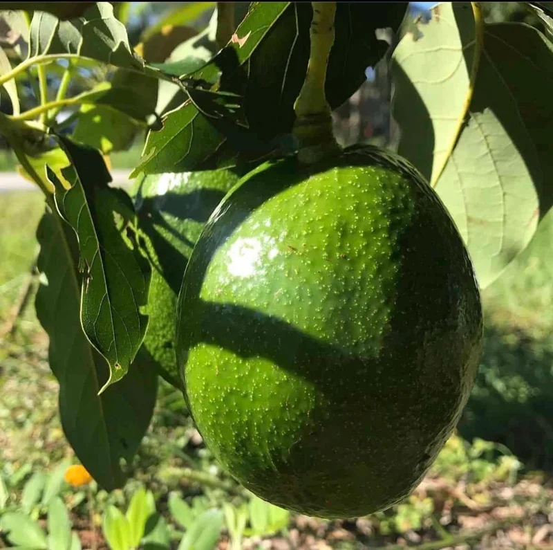 Grafted Monroe Avocado Live Fruit Tree - 1-2 ft Tall, Outdoor - Image 9