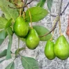 Grafted Monroe Avocado Live Fruit Tree (30-48 in) - Persea Americana - Image 1