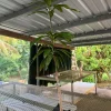 Grafted Nam Doc Mai Mango Tree Live Plant - 2ft Tall - Tropical Fruit Tree - Image 1