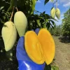 Grafted Nam Doc Mai Mango Tree Live Plant - Early Fruiting (3-4ft Tall) - Image 1
