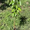 Grafted Nam Doc Mai Mango Tree Live Plant – Early Fruiting, 2-3ft Tall - Image 1