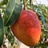 Grafted Osteen Mango Live Fruit Tree (2ft) - Tropical Mangifera Indica - Image 1