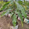 Grafted Osteen Mango Tree Live Plant – Tropical Fruit – 2-3ft Tall - Image 1