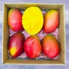 Grafted Palmer Mango Tree Live Plant – 2ft Tall – Early Fruiting – Outdoor - Image 1