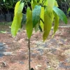 Grafted Palmer Mango Tree Live Plant - Early Fruiting, Sweet Flavor, 2-3ft Tall - Image 1